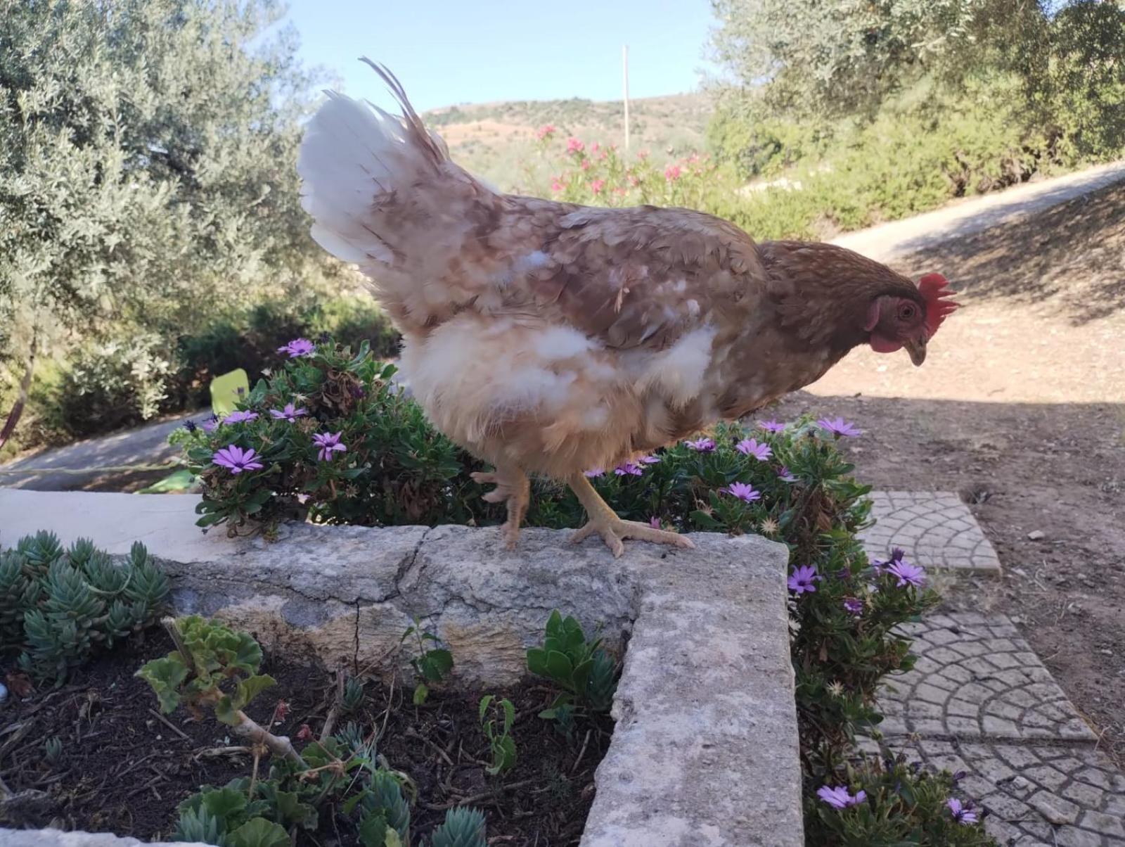 Ronnavona Casa Vacanze B&B Chiaramonte Gulfi Buitenkant foto
